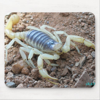 scorpion 343 musmatta
