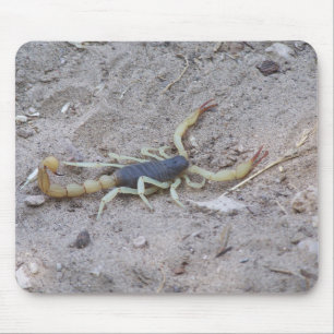 Scorpion Musmatta