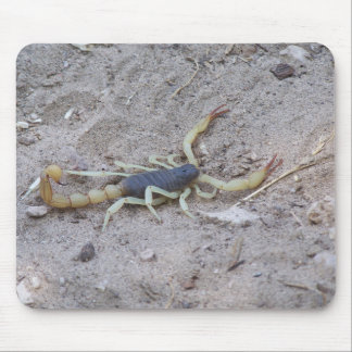 Scorpion Musmatta