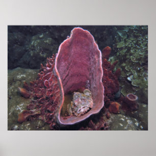 Scorpionfish in a Sponge Poster