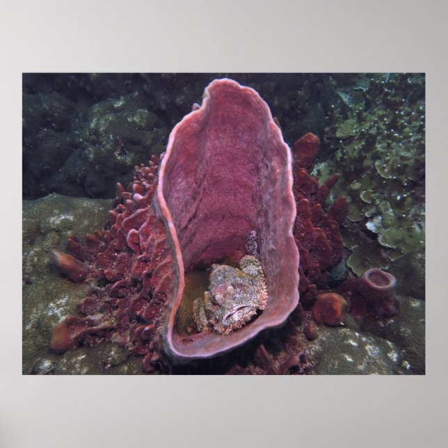 Scorpionfish in a Sponge Poster (Framsidan)