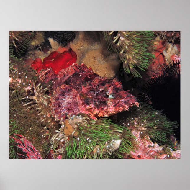 Scorpionfish in Grass Poster (Framsidan)