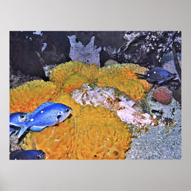 Scorpionfish on Gult Sponge Poster (Framsidan)
