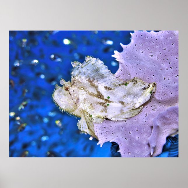 Scorpionfish Poster (Framsidan)