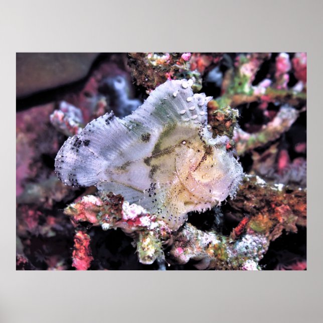 Scorpionfish Poster (Framsidan)