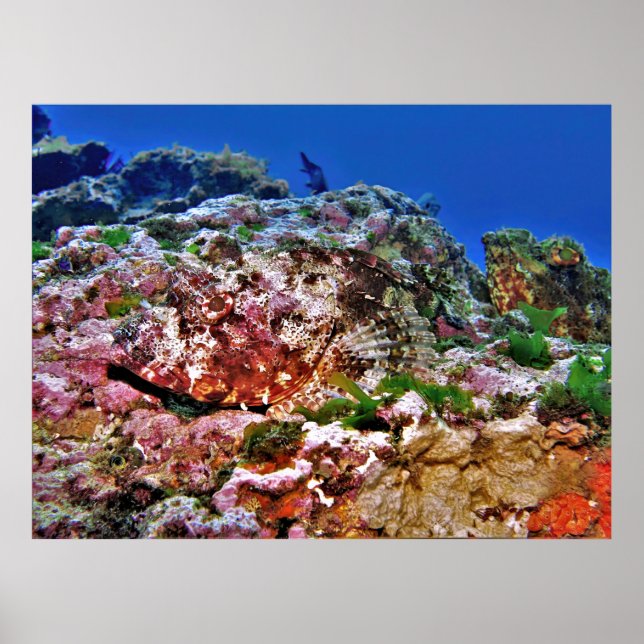 Scorpionfish Poster (Framsidan)