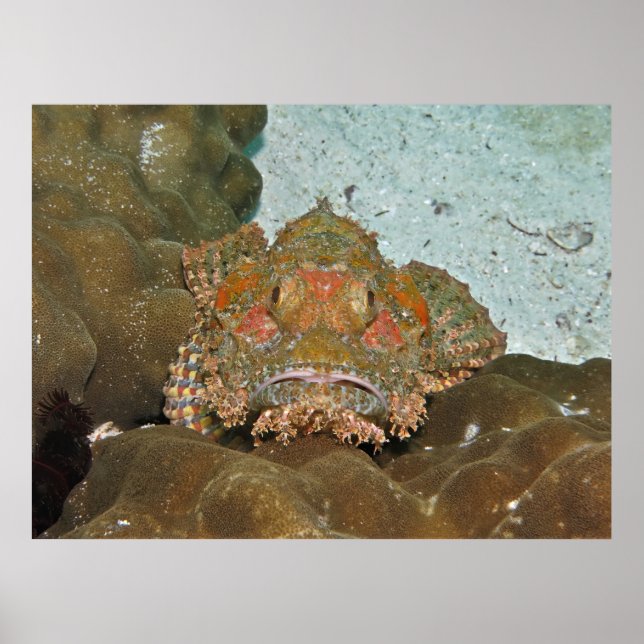 Scorpionfish Stare-down Poster (Framsidan)