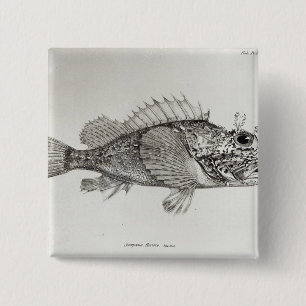 Scorpionfisk Knapp