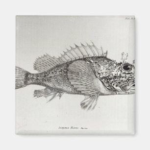 Scorpionfisk Magnet