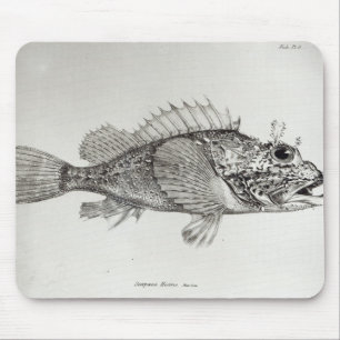 Scorpionfisk Musmatta