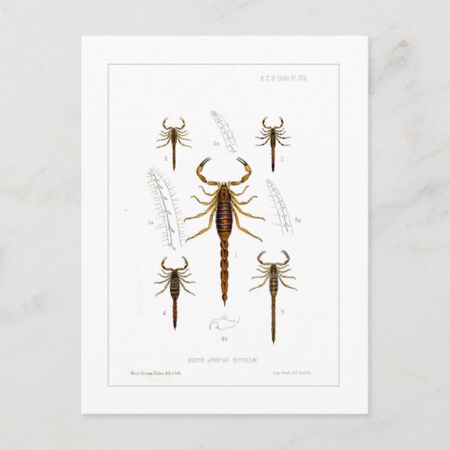 Scorpions Vykort (Framsida)