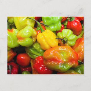 Scotch Bonnet Chili Peppers Vykort