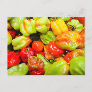Scotch Bonnet Chili Peppers Vykort