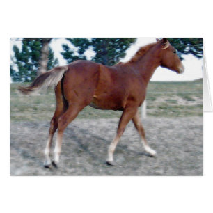 Scotch Boy Hälsningskort