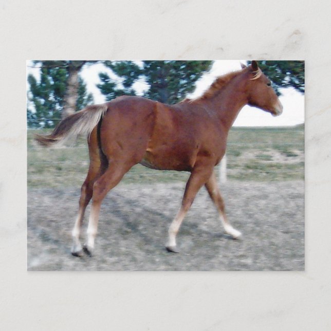 Scotch Boy Vykort (Framsida)