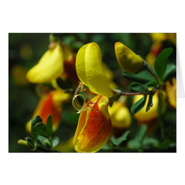 Scotch Broom-Blommar Hälsningskort (Framsidan Horizontal)