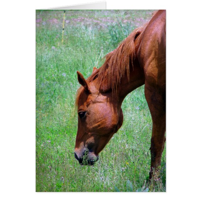 Scotch Hälsningskort (Framsidan)