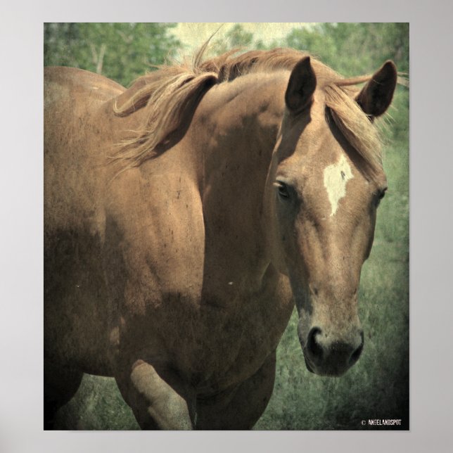 Scotch Poster (Framsidan)