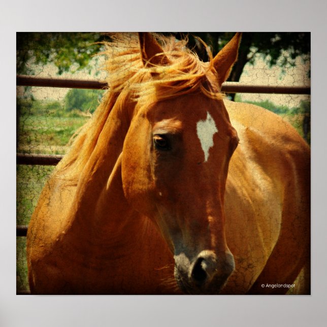 Scotch Poster (Framsidan)