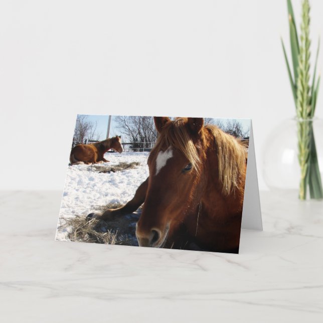 Scotch Sleeps Kort (Framsida)