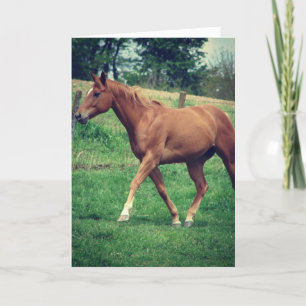 Scotch the Horse, Birthday Kort