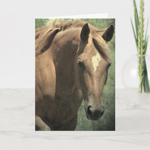 Scotch The Horse, födelsedagen Kort