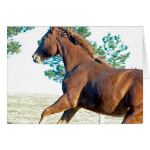 Scotch the Horse Hälsningskort