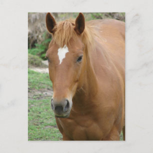 Scotch the Horse Vykort
