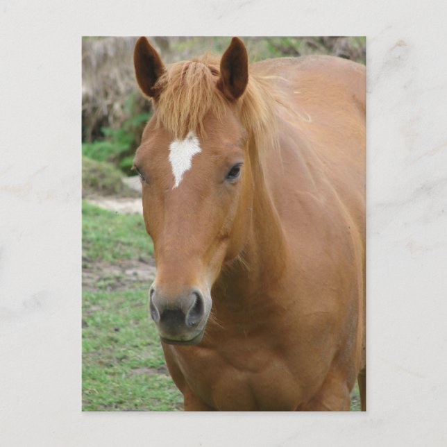 Scotch the Horse Vykort (Framsida)