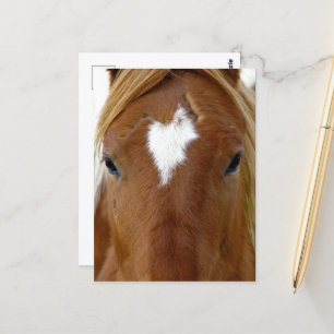 Scotch the Yearling Horse Vykort