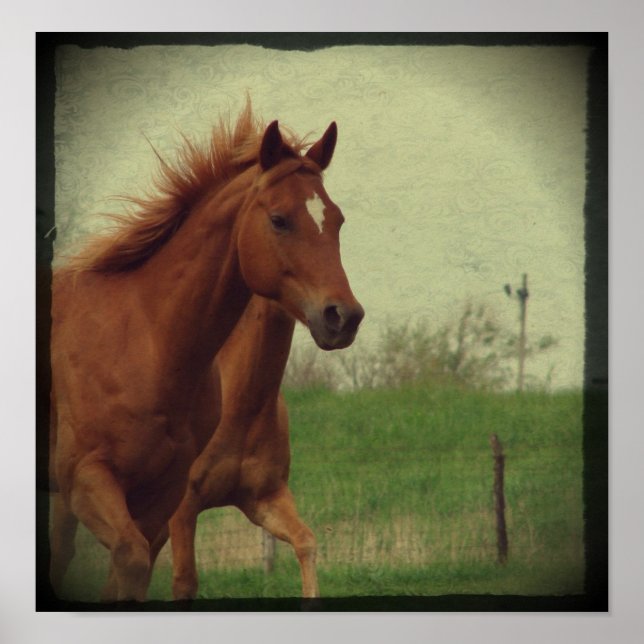 Scotch Trots Poster (Framsidan)