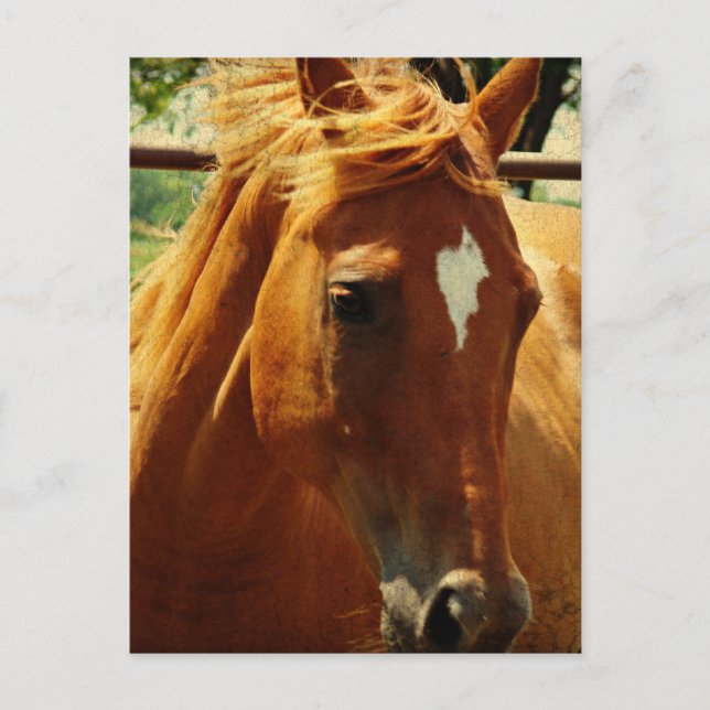 Scotch Vykort (Framsida)