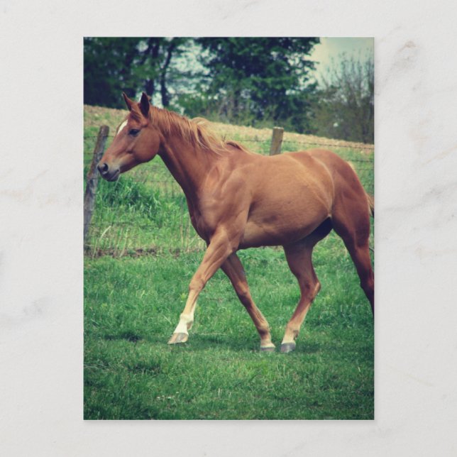 Scotch Vykort (Framsida)