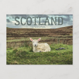 Scotland Highlands Sheep Scenia Travel Postcard Vykort