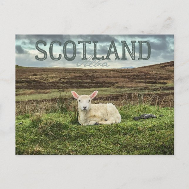 Scotland Highlands Sheep Scenia Travel Postcard Vykort (Framsida)