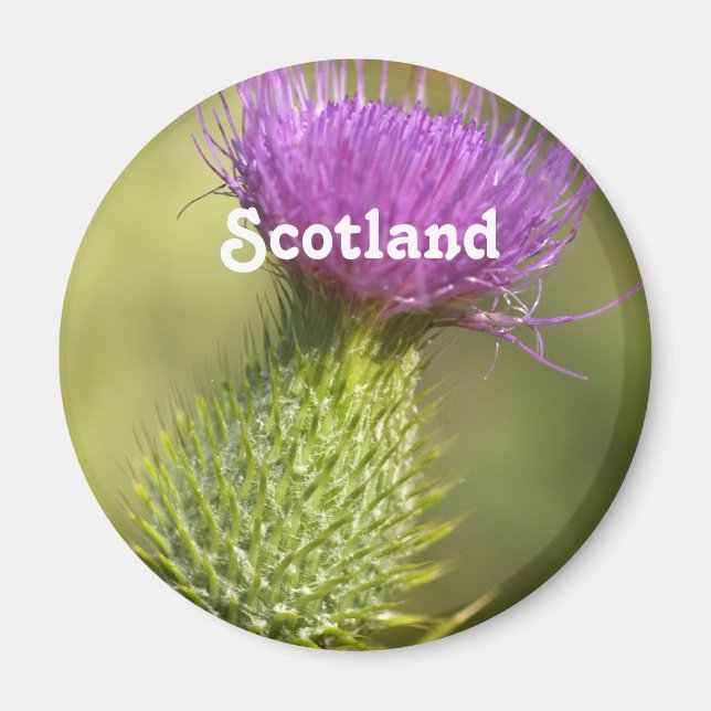 Scotland Thistle Magnet (Framsidan)