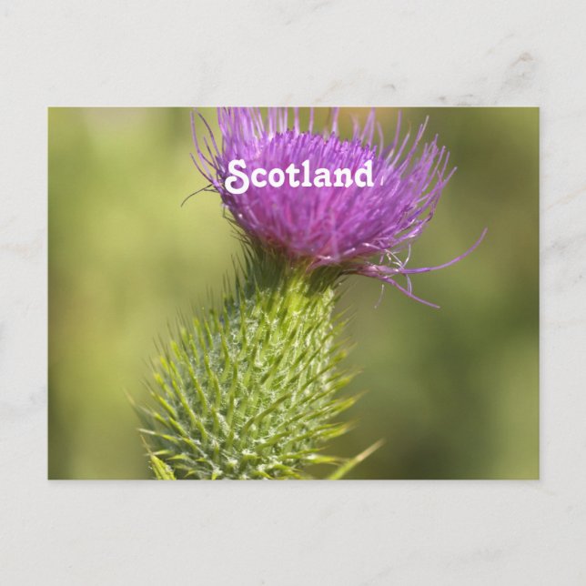 Scotland Thistle Vykort (Framsida)