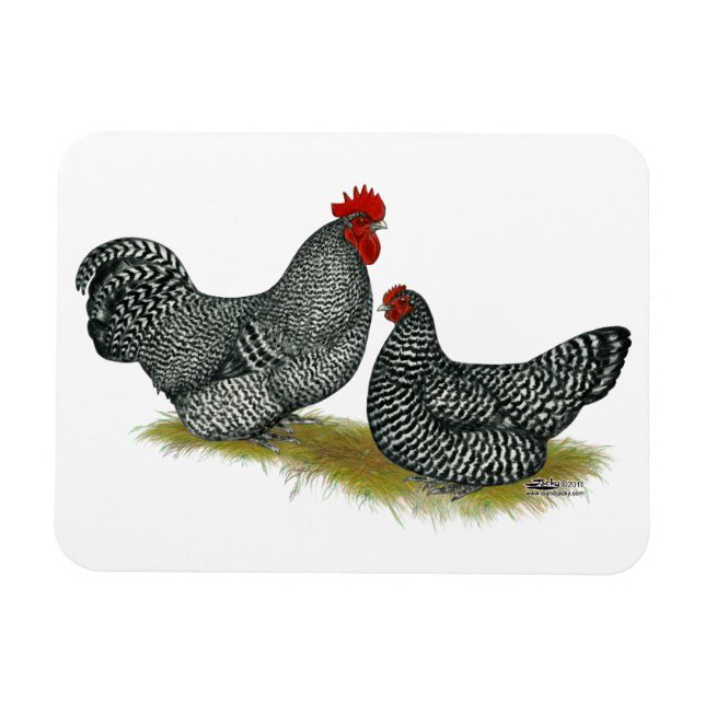 Scots Dumpy Chickens Magnet (Horisontell)