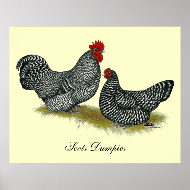 Scots Dumpy Chickens Poster (Framsidan)