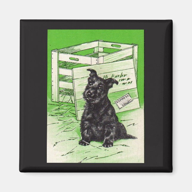 Scottie hund efter speciell leverans magnet (Framsidan)