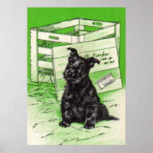 Scottie hund efter speciell leverans poster