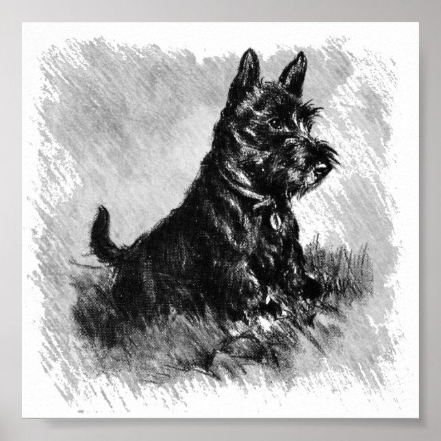 Scottie Puppy Charcol Stil Poster (Framsidan)