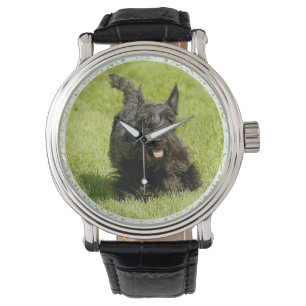 Scottie springar fri armbandsur