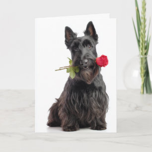 Scottie Valentine – Ståndaktig kärlek och lojalite Kort