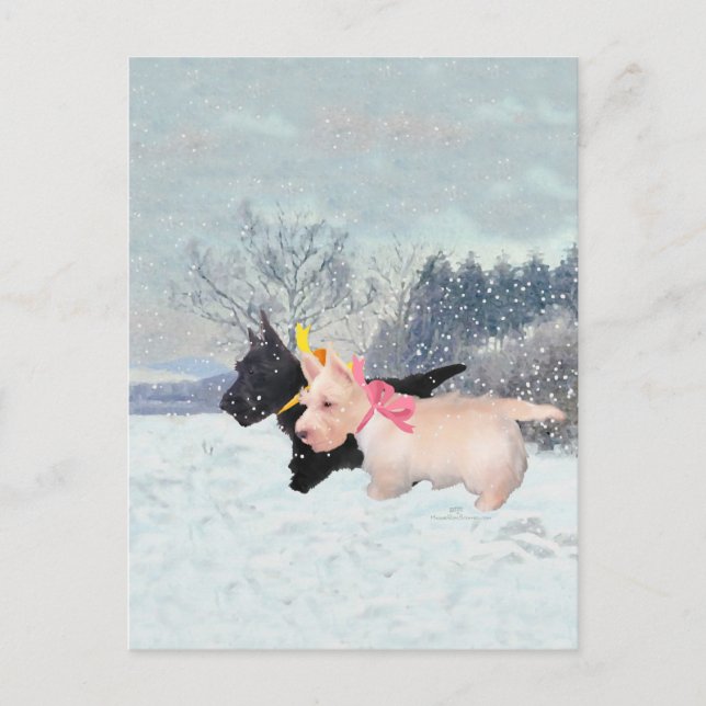 Scottie Valpar Vykort (Framsida)