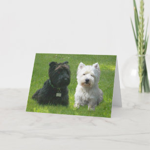 Scottish and Väster Highland Terriers Greenwood Kort