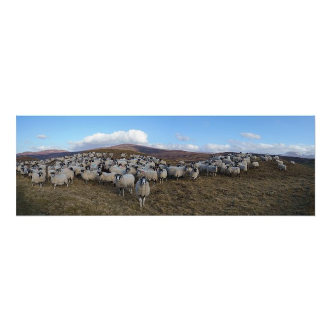 Scottish Blackface Sheep Herd Panorama Fototryck (Framsidan)