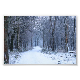 Scottish Bluebell Skogen i Winter Fototryck