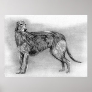 Scottish Deerhound Hund Porträtt Poster
