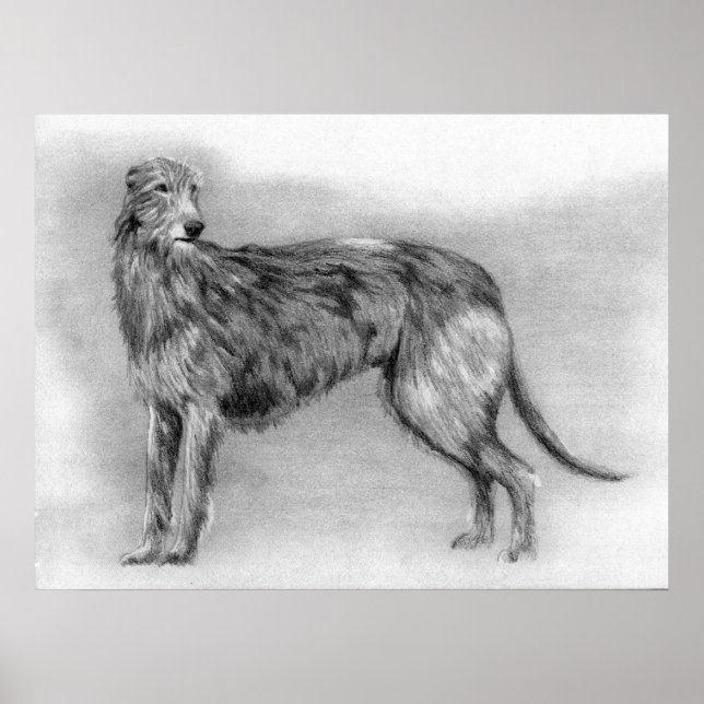 Scottish Deerhound Hund Porträtt Poster (Framsidan)